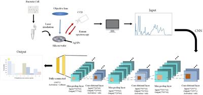 Comparative Analysis of Machine Learning Algorithms on Surface Enhanced Raman Spectra of Clinical Staphylococcus Species